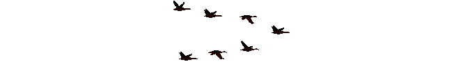 A flock of geese flying across the screen