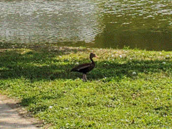 A dark brown duck with light tan legs stands on the grass in the shade of a tree. There is a lake nearby.