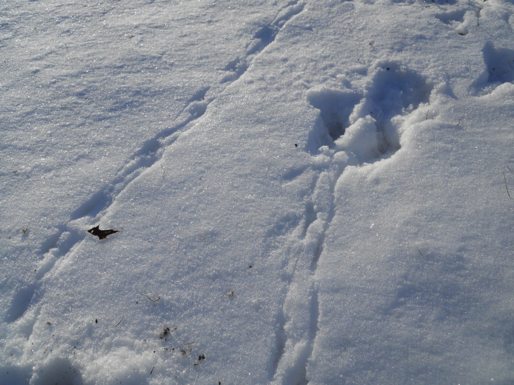 The snow glistens in the sunlight.