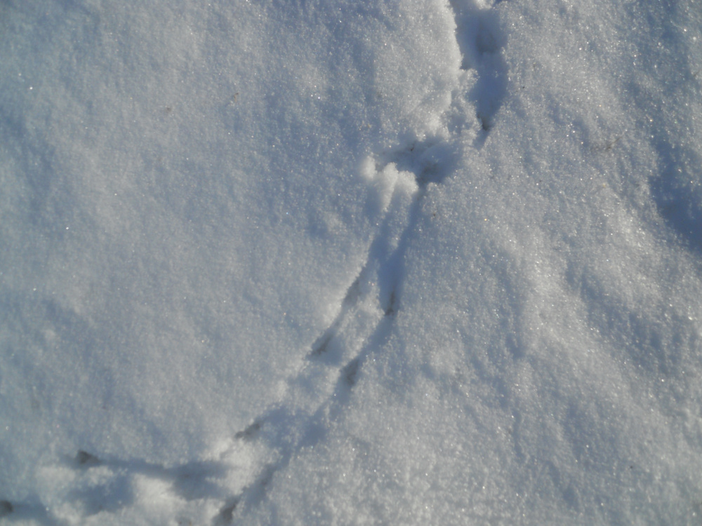 Bird tracks in the snow