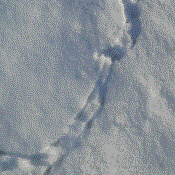 Bird tracks in the snow