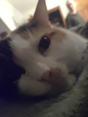 A close up selfie of a calico cat