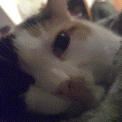 A close up selfie of a calico cat