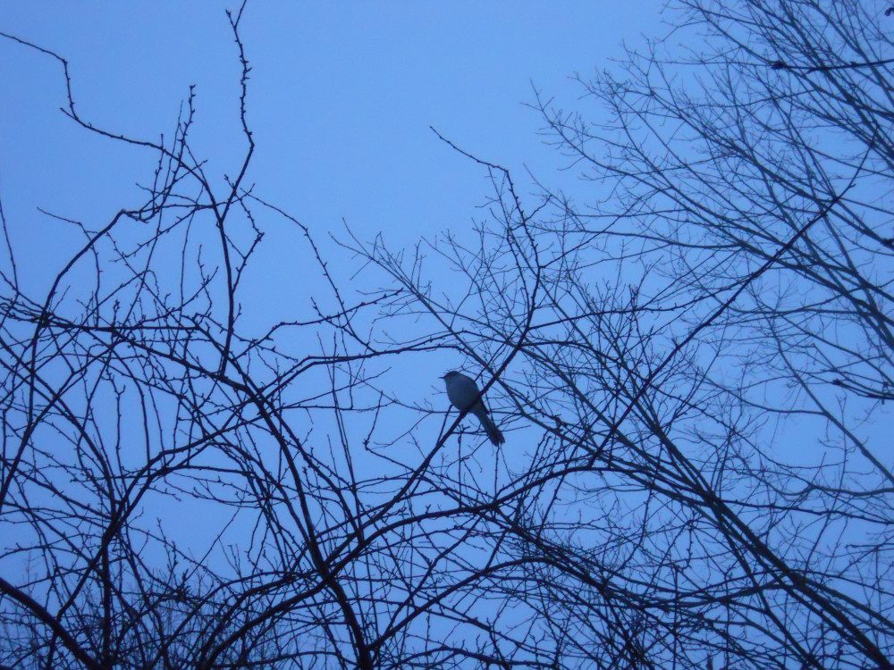 A lone mockingbird perches on a bare tree branch, contrasting with the bright blue early morning sky.