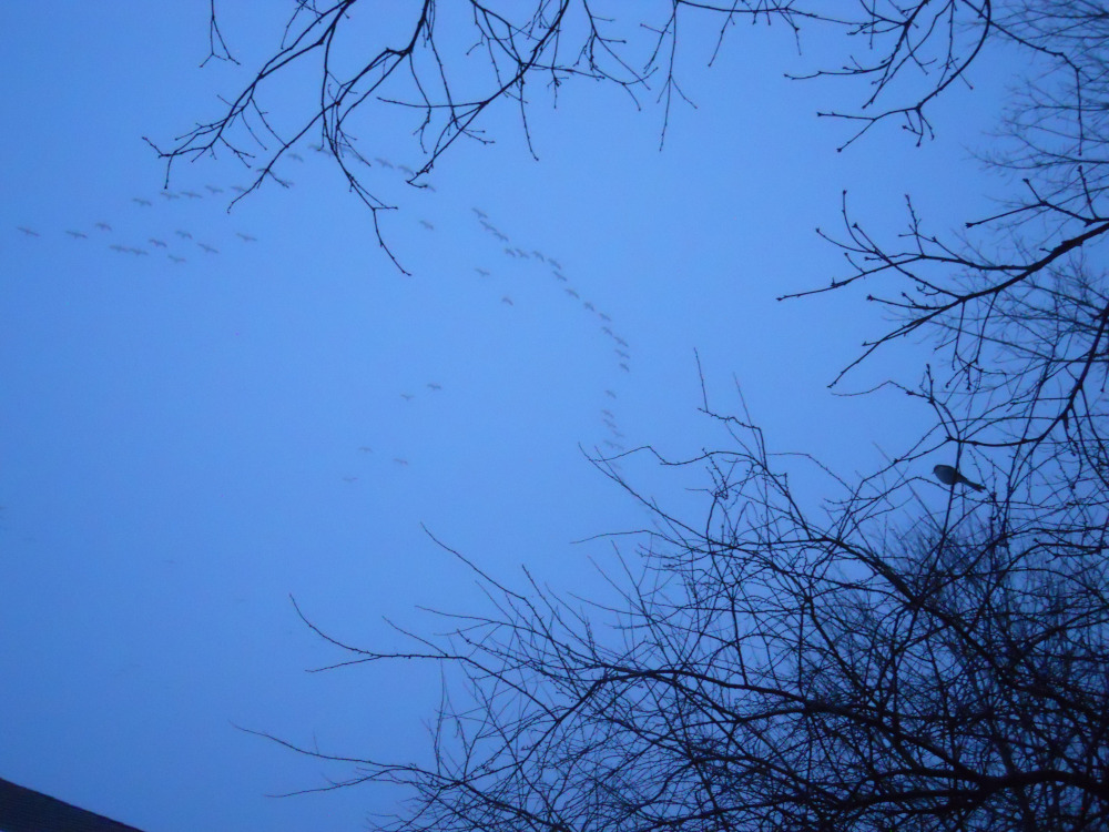 In the distance, above the mist, a flock of over fifty snow geese are flying north. The mockingbird remains on his perch.