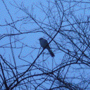 A lone mockingbird perches on a bare tree branch