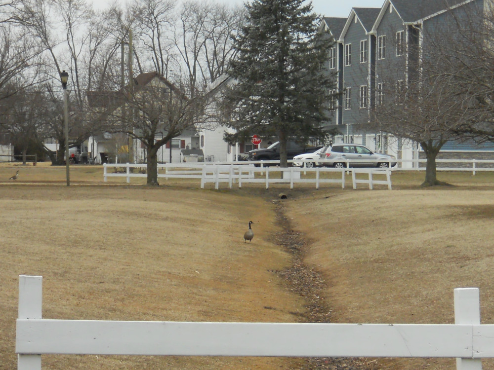 A lone goose wanders beside a little dried up stream
