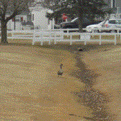 A lone goose wanders beside a little dried up stream