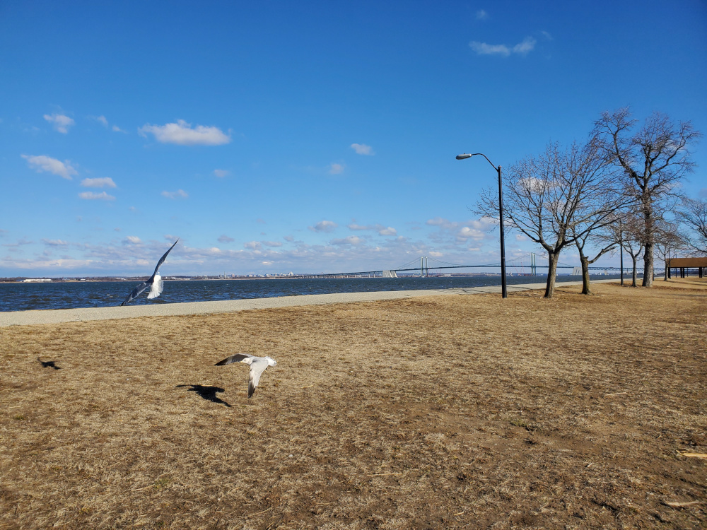 Two seagulls gliding sideways, carried by the coastal wind. In the far distance, there is a large blue river and a bridge.