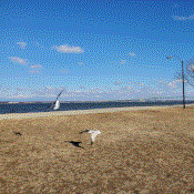 Two seagulls gliding by the waterfront
