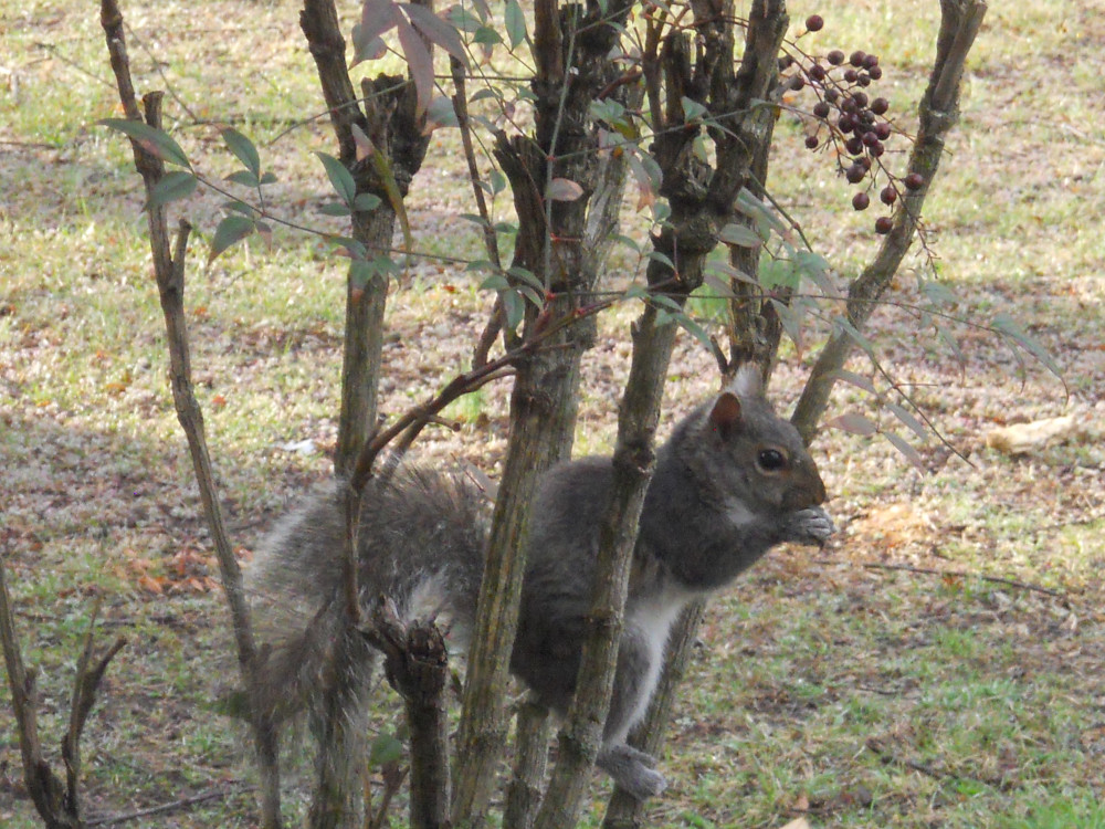 A squirrel eats berries from a bush.