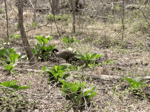 A single goose munches on fresh green skunk cabbage from the forest floor. He is oblivious to the complexity and troubles of the modern world.
