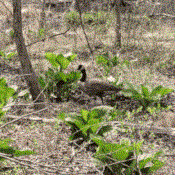 A single goose munches on fresh green skunk cabbage from the forest floor.