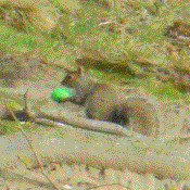 A squirrel runs, holding a green plastic orb in its mouth.